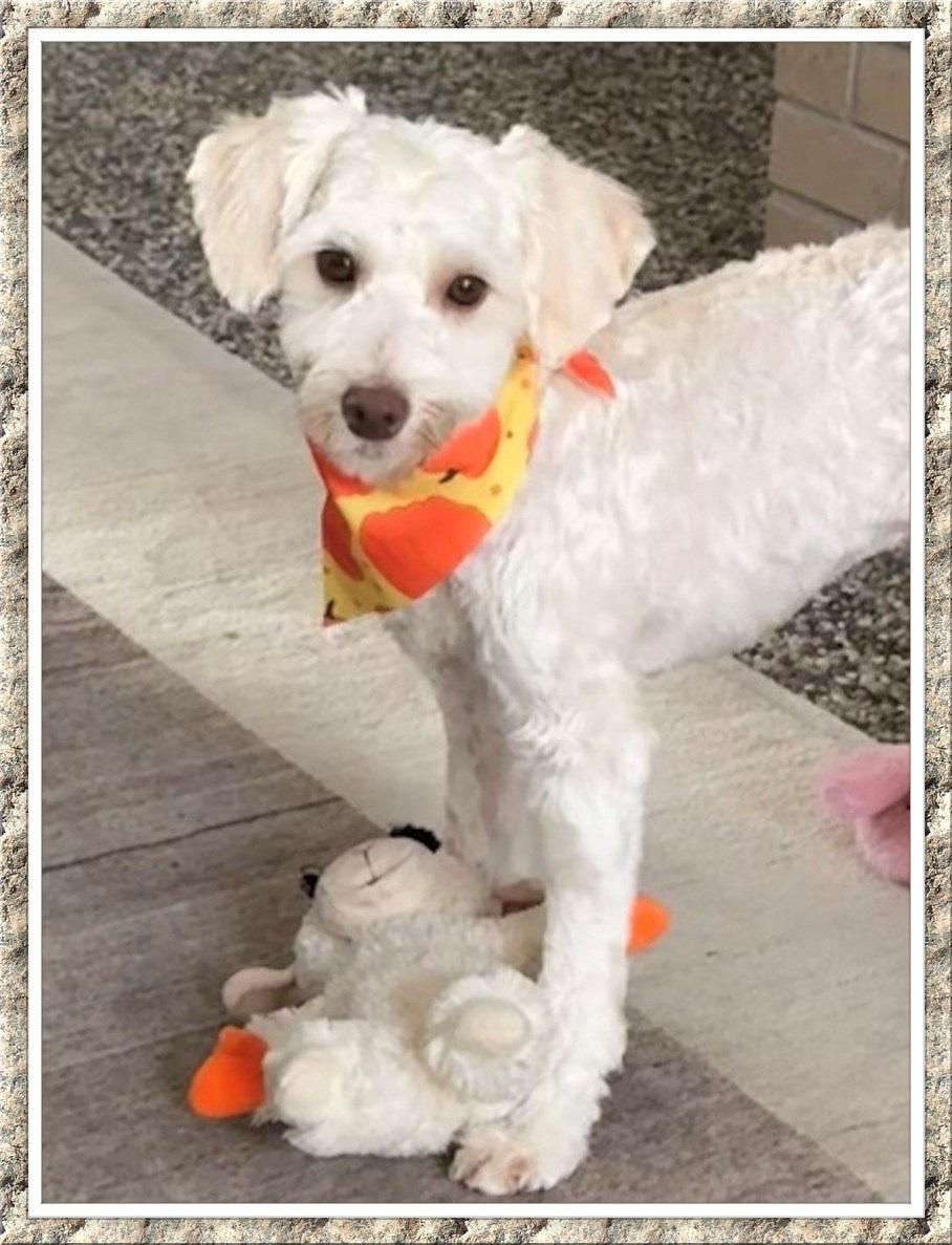 Beau - N.TX, a Adoptable mixed breed in Dallas, TX image 2/5