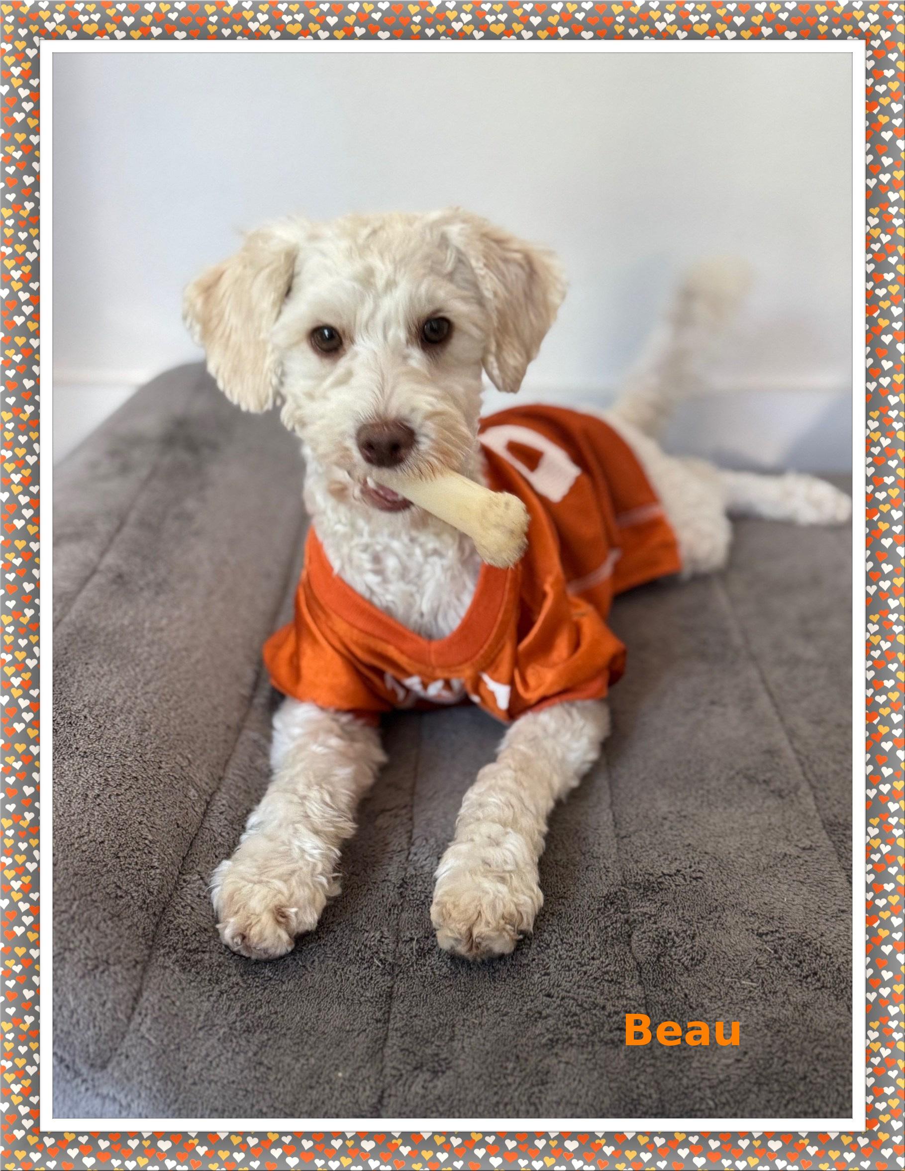 Beau - N.TX, Adoptable, Young Male Bichon Frise.