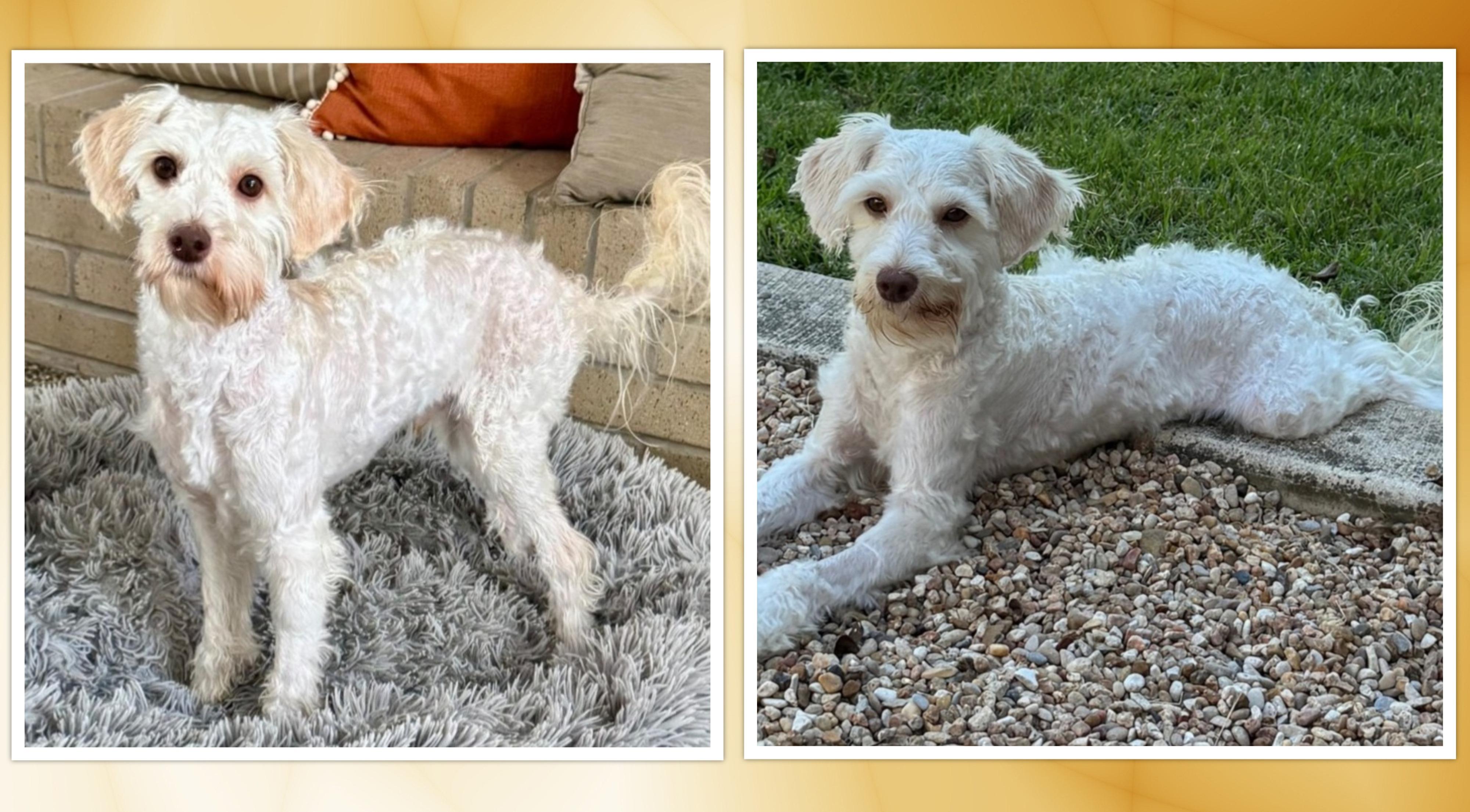 Beau - N.TX, a Adoptable mixed breed in Dallas, TX image 5/5