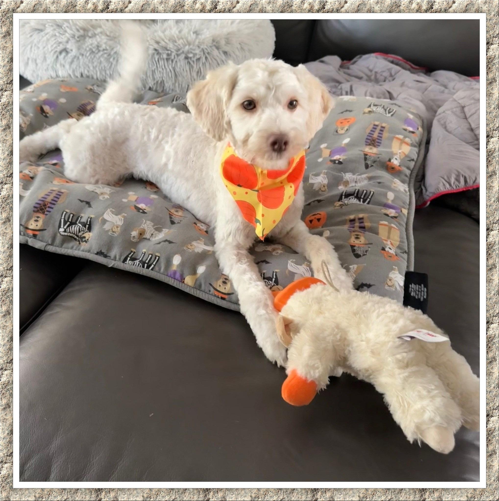 Beau - N.TX, a Adoptable mixed breed in Dallas, TX image 3/5