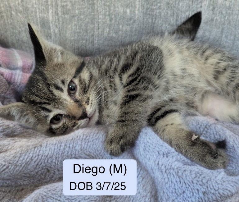 Diego, Adoptable, Kitten Male Domestic Short Hair.