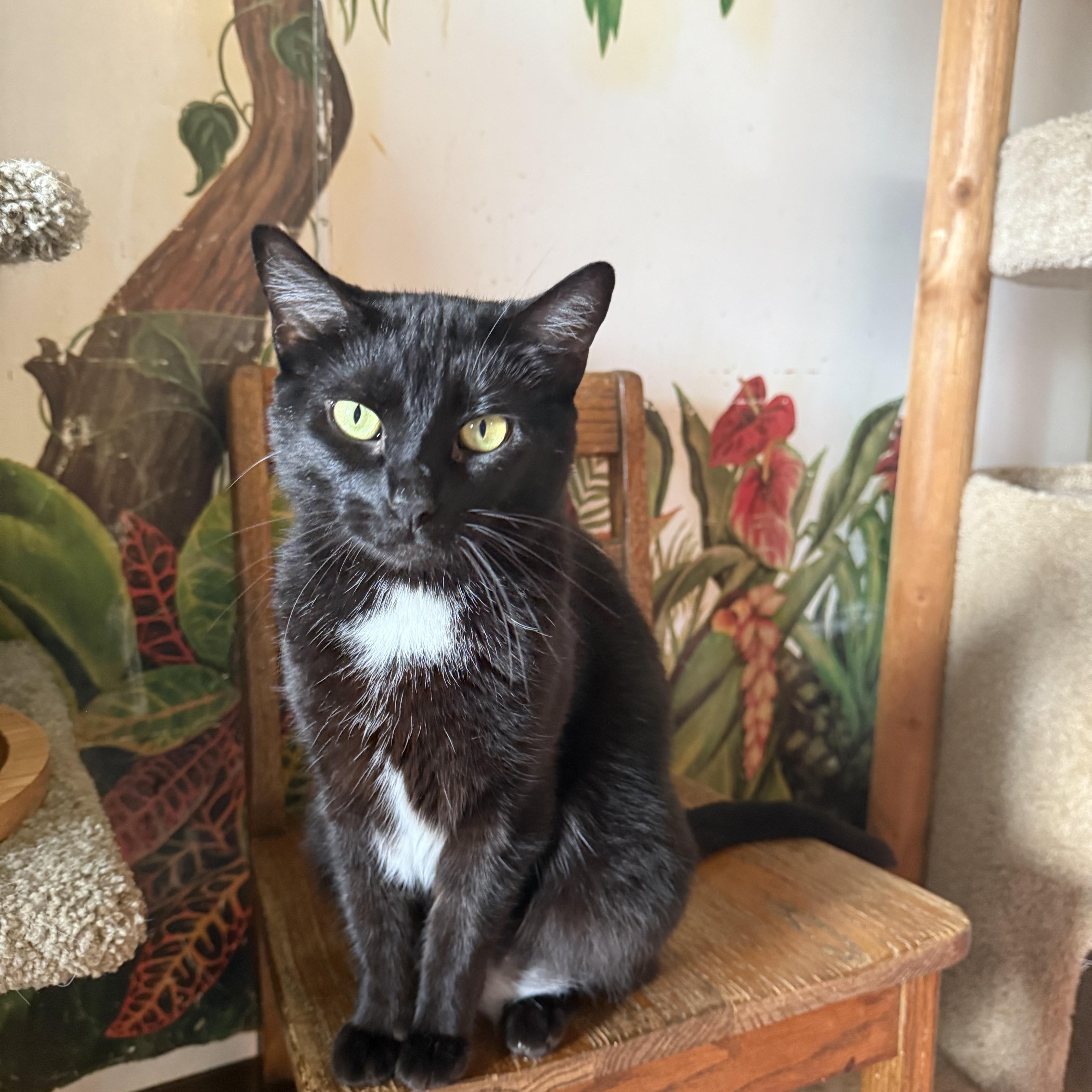 Enlarge Luna, a ADOPTABLE Domestic Short Hair in Hendersonville, TN image 1/1