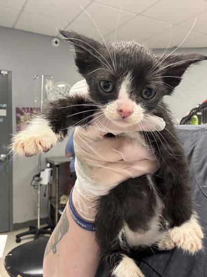 Cosmo, Adoptable, Adult Male Domestic Short Hair & Domestic Short Hair.