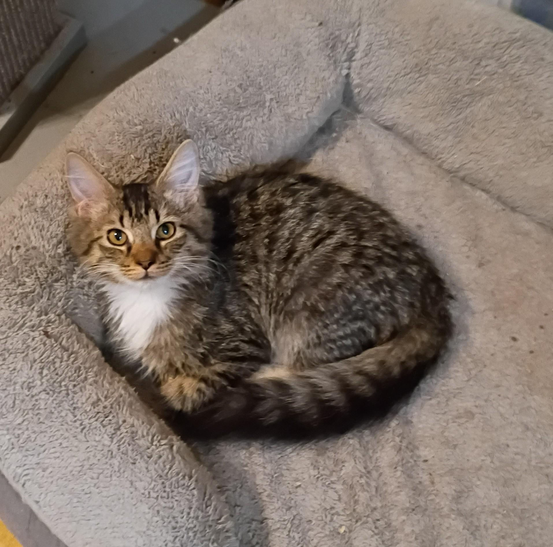 Enlarge Motor - gentle & snuggly, a Adoptable mixed breed in Hendersonville, TN image 2/3
