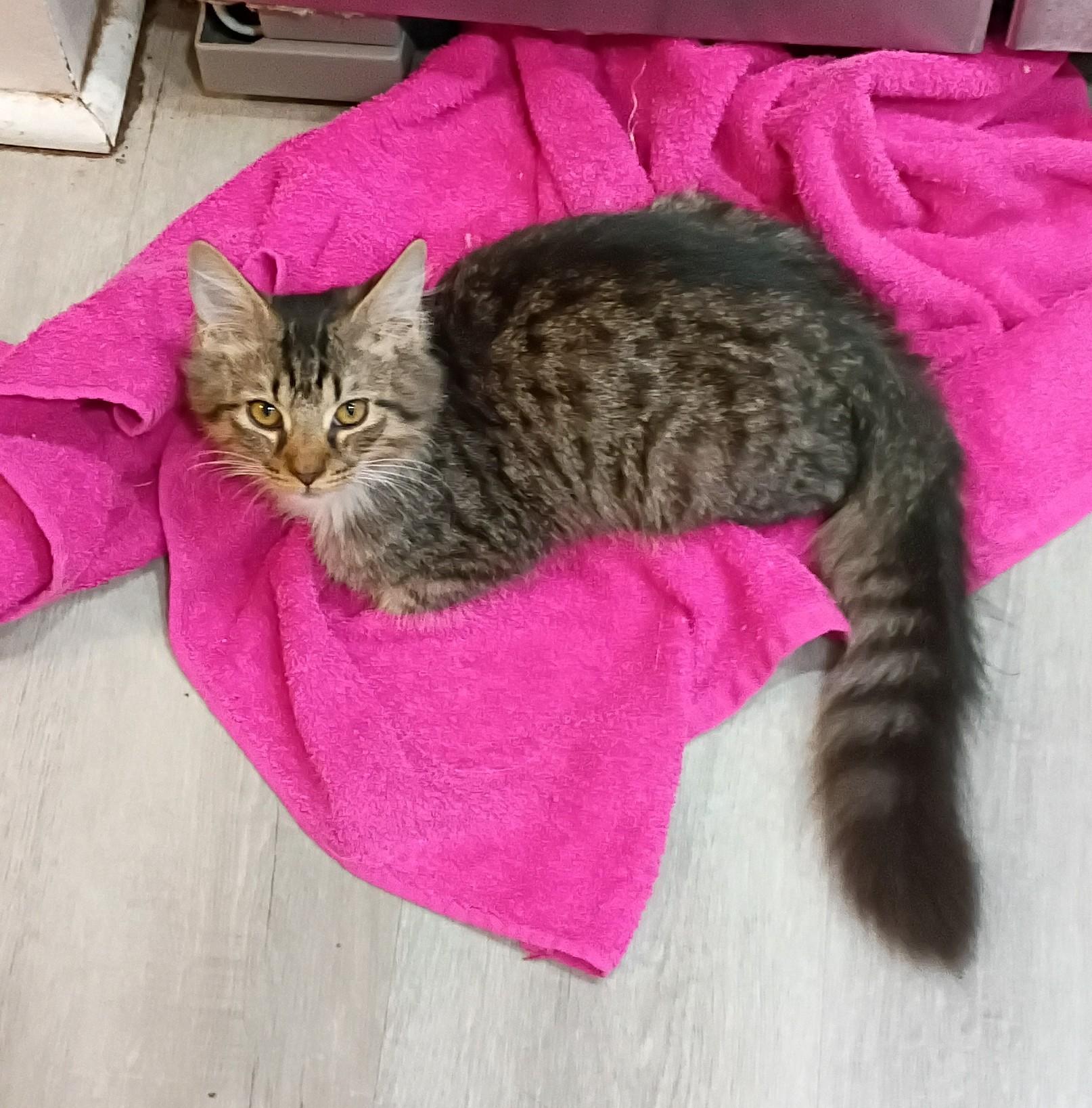 Motor - gentle & snuggly, Adoptable, Kitten Male Maine Coon & Domestic Medium Hair.