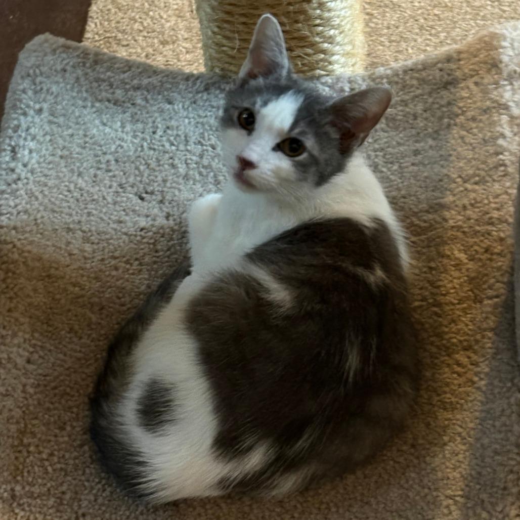 Koda, Adoptable, Kitten Male Domestic Short Hair.