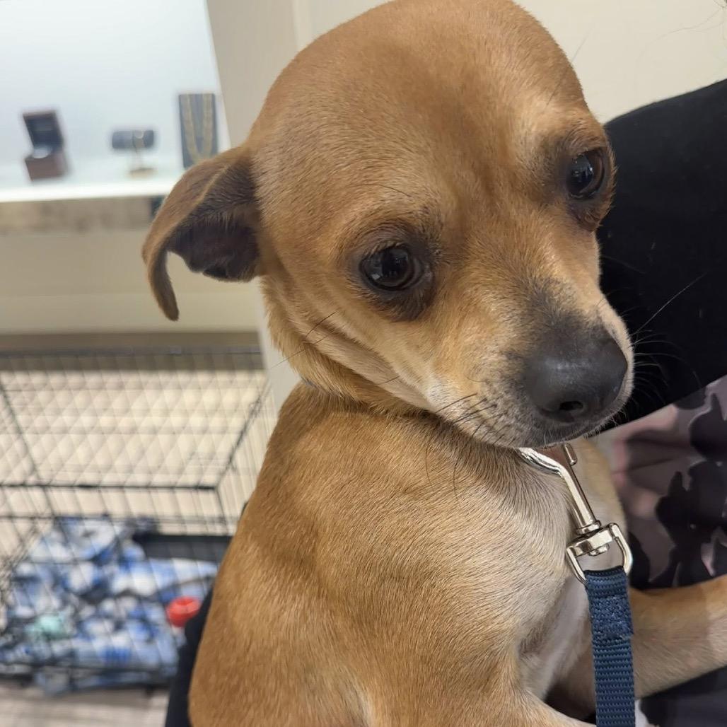 Enlarge Sabo C-34482, a Adoptable Chihuahua in Oklahoma City, OK image 1/2