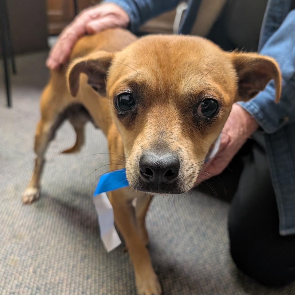Enlarge Sabo C-34482, a Adoptable Chihuahua in Oklahoma City, OK image 2/2