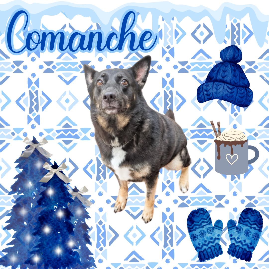 Comanche, ADOPTABLE, Adult Female German Shepherd Dog.