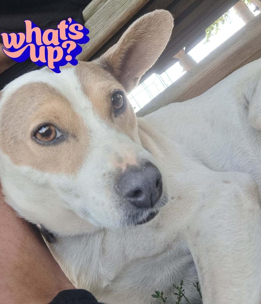 Pawley, Adoptable, Young Male Mixed Breed.