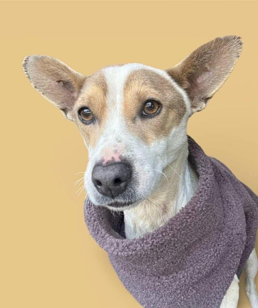 Pawley, Adoptable, Young Male Mixed Breed.