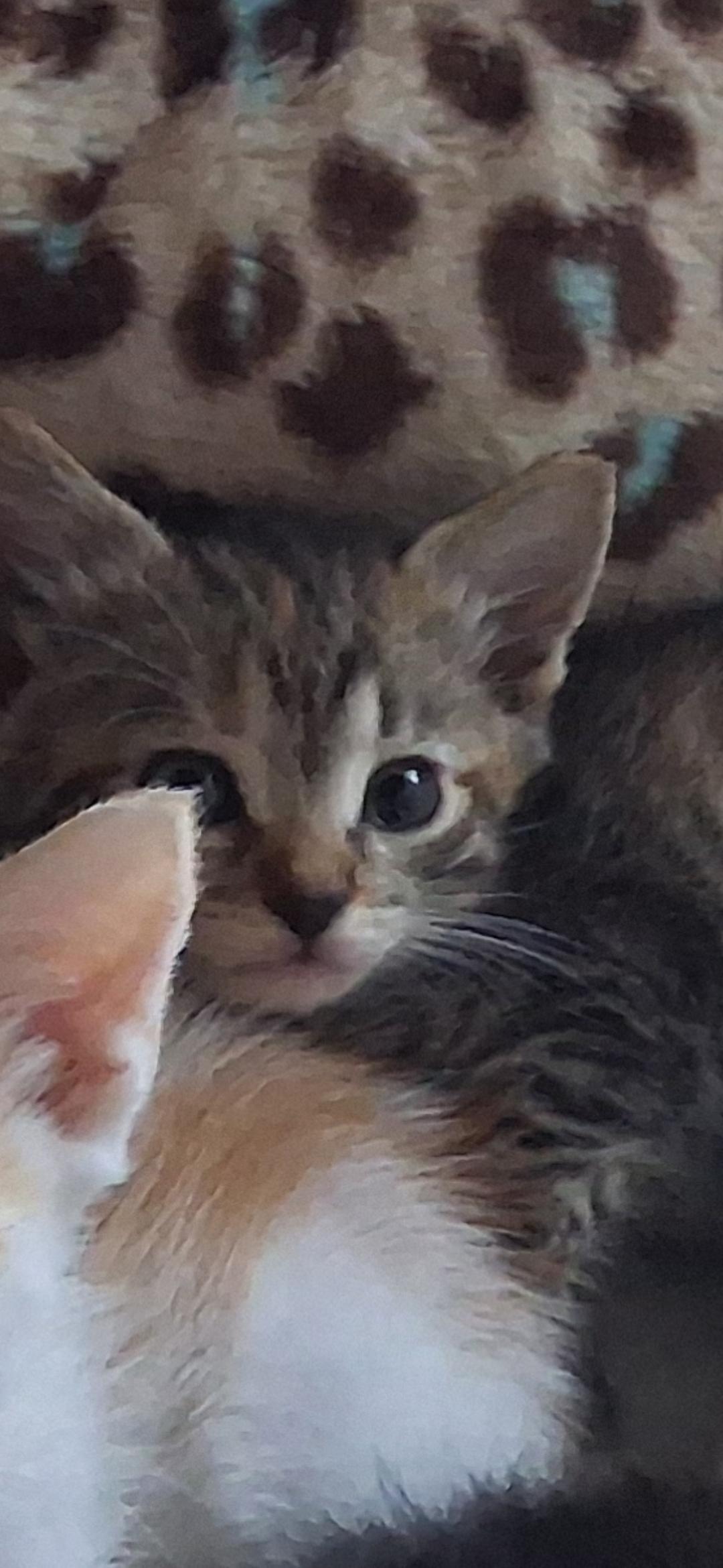 Twinkle, adopted, Kitten Female Tabby.