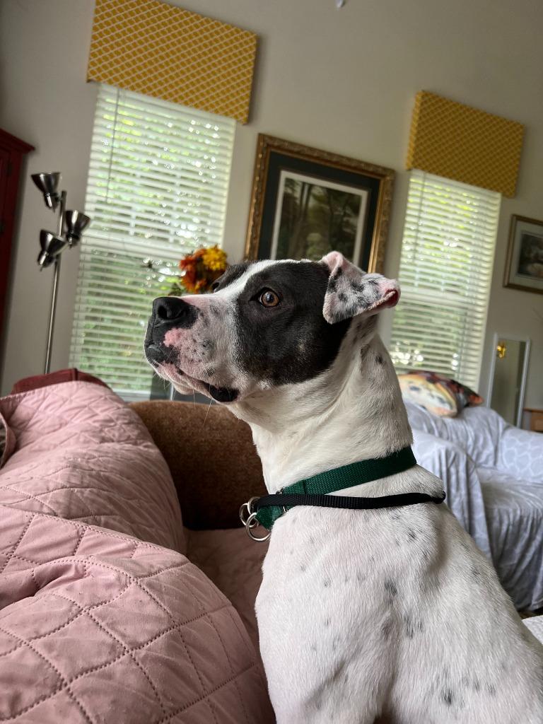 Lucille, Adoptable, Adult Female Terrier & Mixed Breed.