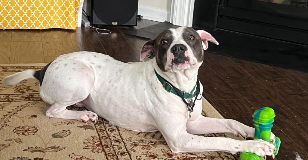 Enlarge Lucille, a Adoptable mixed breed in Raleigh, NC image 2/5