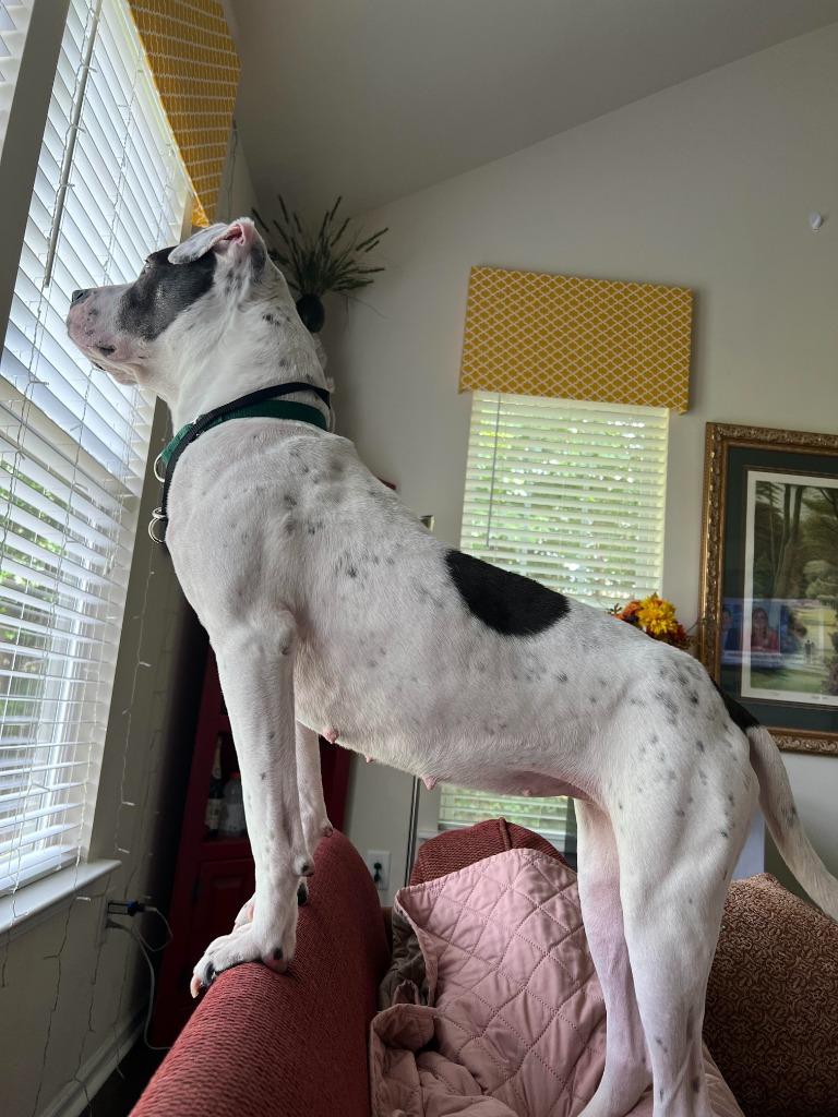 Enlarge Lucille, a Adoptable mixed breed in Raleigh, NC image 3/5