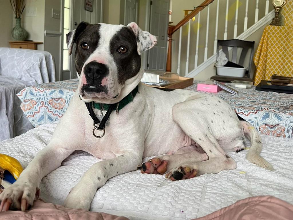 Enlarge Lucille, a Adoptable mixed breed in Raleigh, NC image 4/5