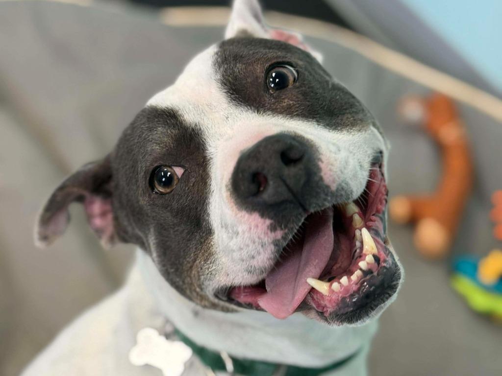 Enlarge Lucille, a Adoptable mixed breed in Raleigh, NC image 5/6