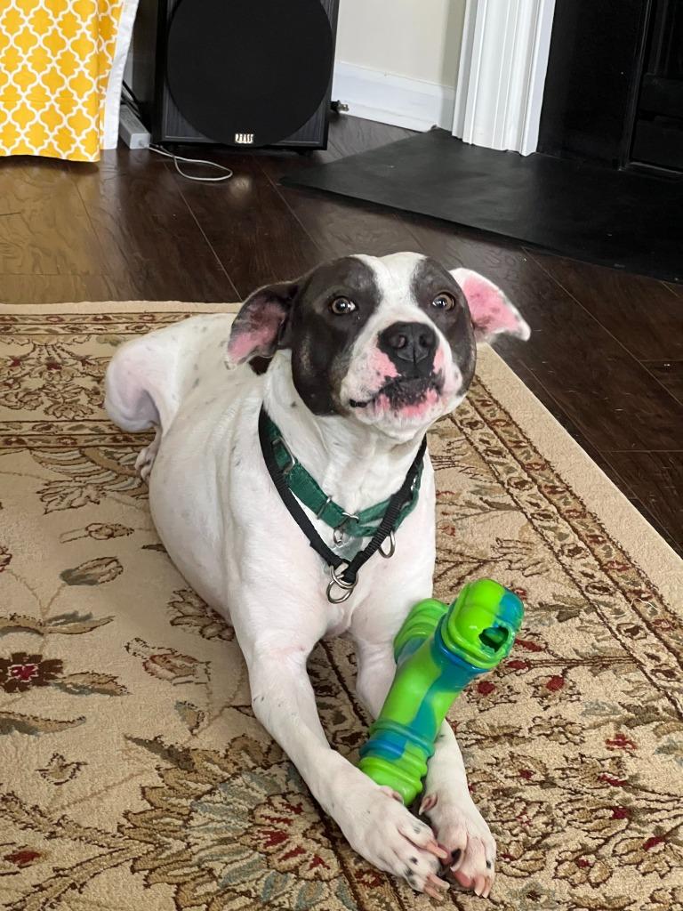 Enlarge Lucille, a Adoptable mixed breed in Raleigh, NC image 5/5