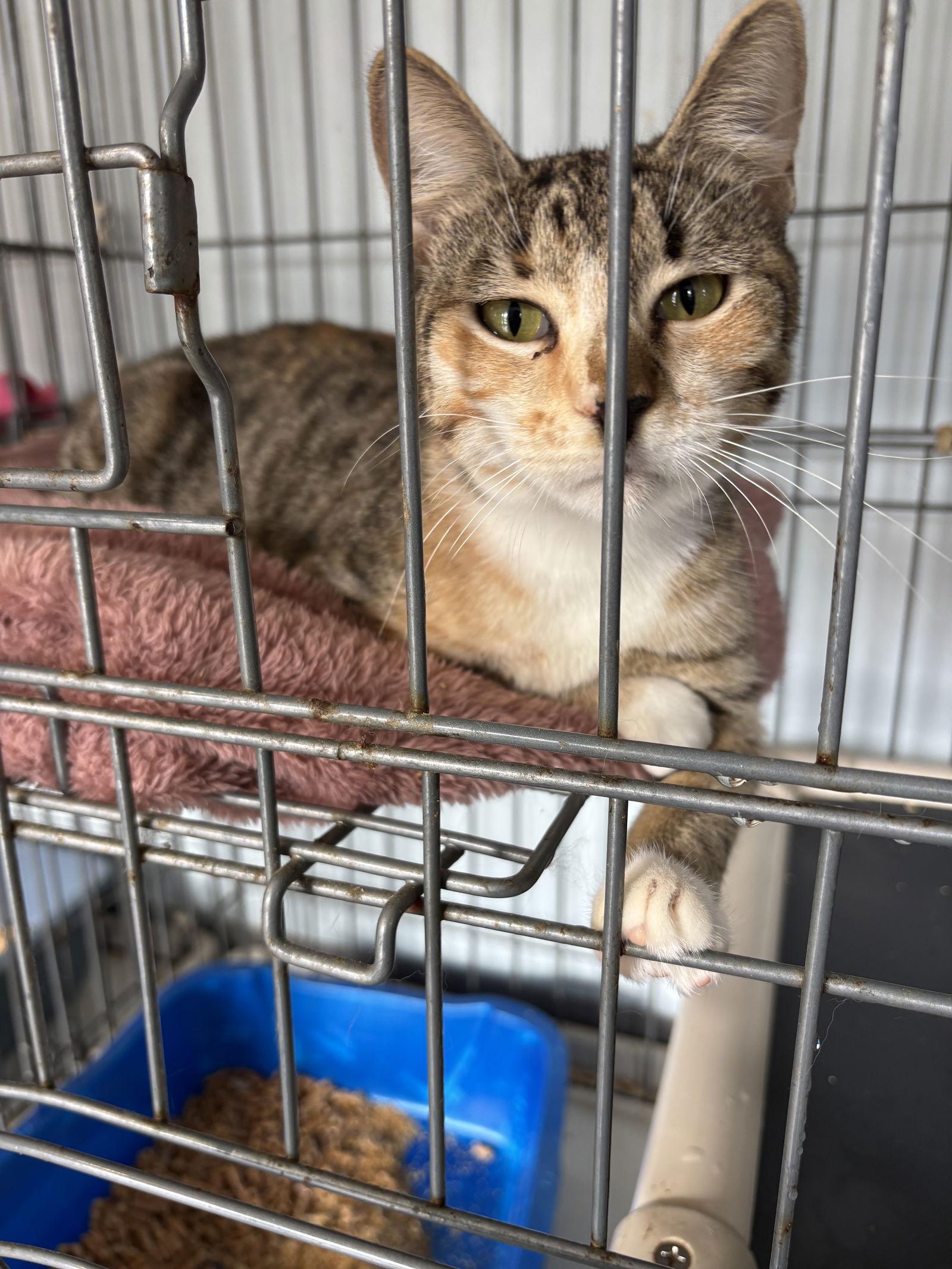 Bijoux, Adopted, Young Female Tabby.