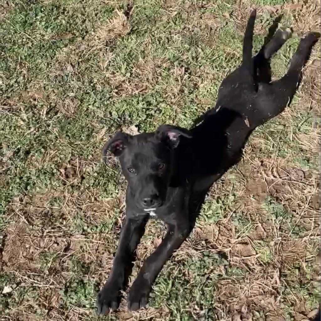 Enlarge Titus, a Adoptable mixed breed in Hohenwald, TN image 1/2
