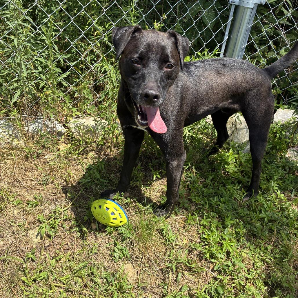 Enlarge Titus, a Adoptable mixed breed in Hohenwald, TN image 2/2