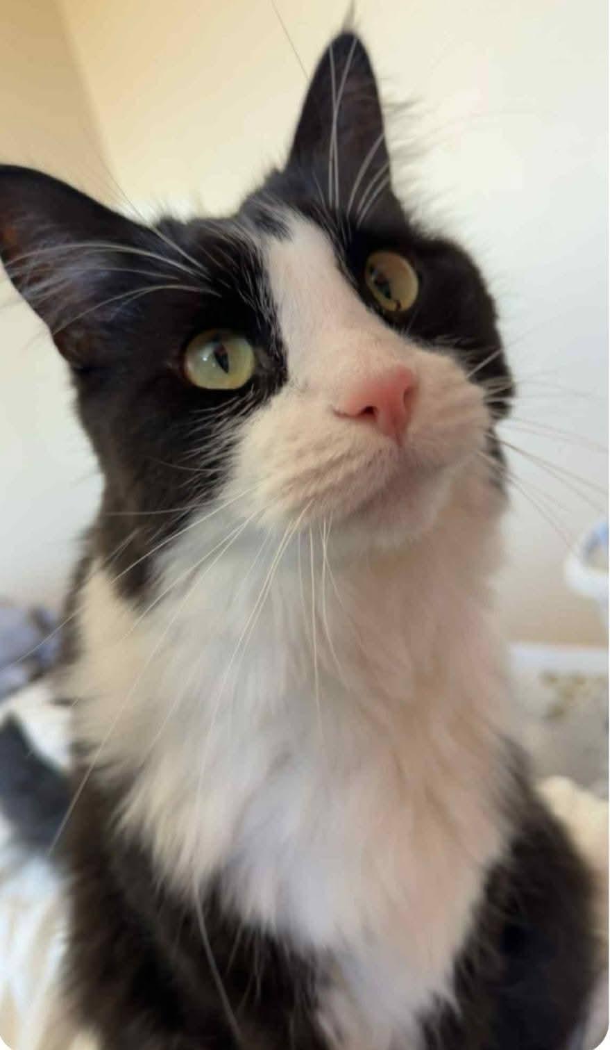 Melvin, ADOPTABLE, Senior Male Domestic Medium Hair.