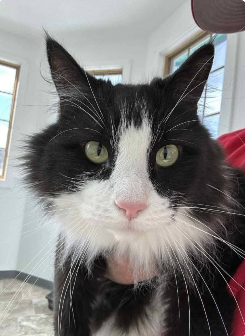 Melvin, a ADOPTABLE Domestic Medium Hair in Conifer, CO image 2/3