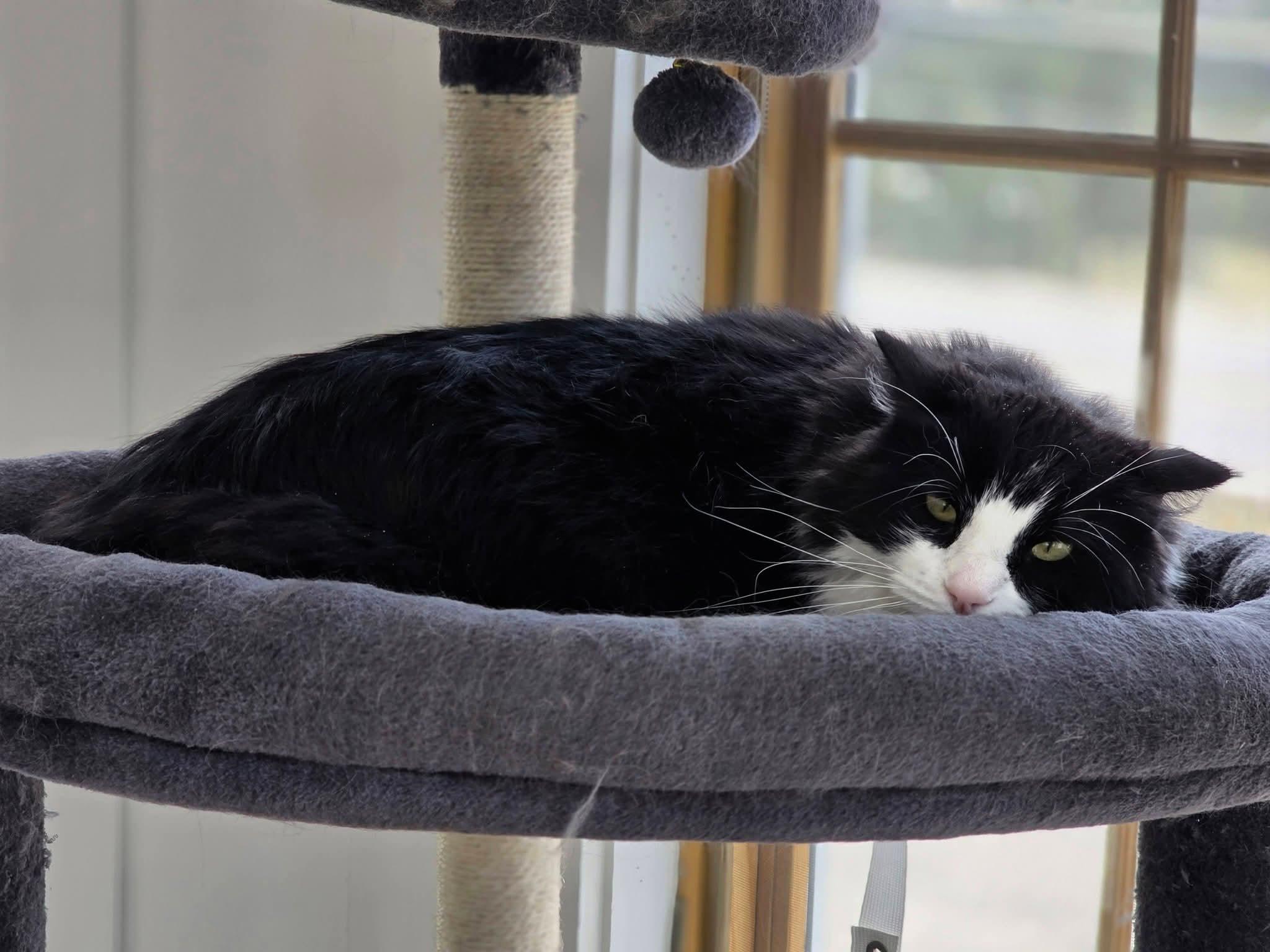 Melvin, a ADOPTABLE Domestic Medium Hair in Conifer, CO image 3/3