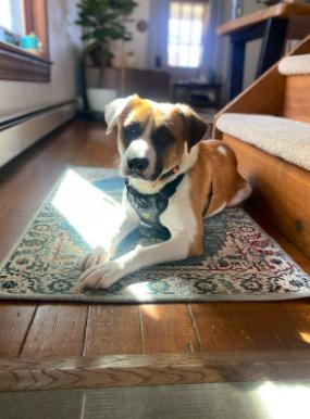 LUCY, Adopted, Adult Female Shepherd.