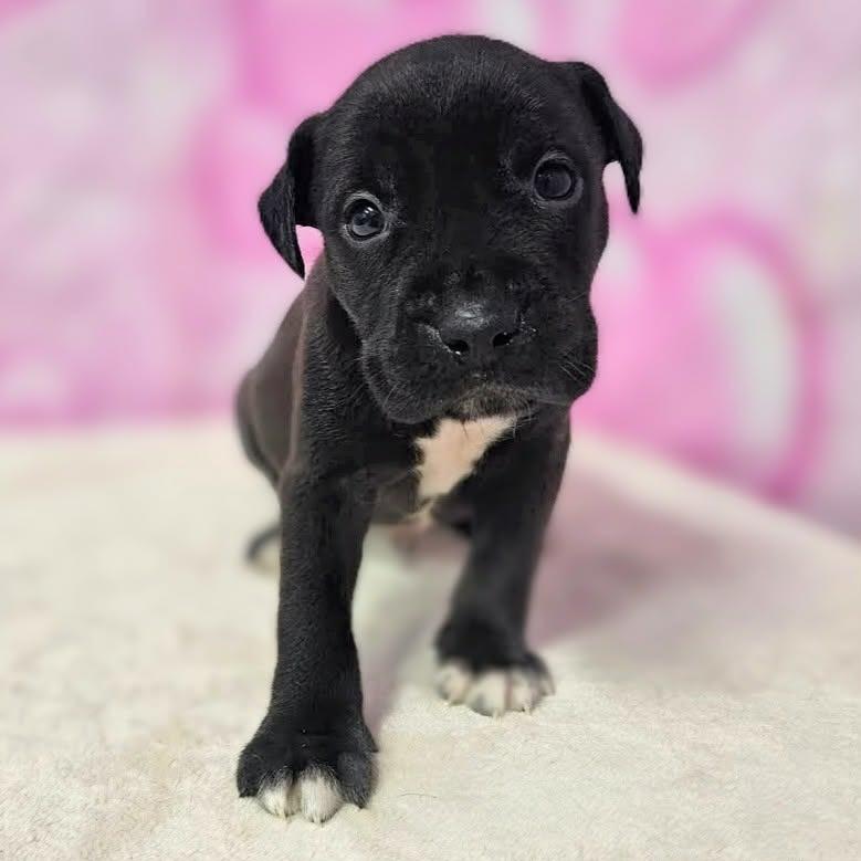 Dash, Adoptable, Puppy Male Retriever & Terrier.