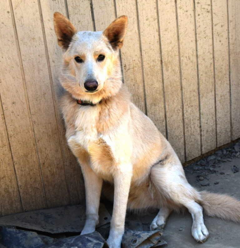 Sadie, Adoptable, Young Female German Shepherd Dog & Siberian Husky.
