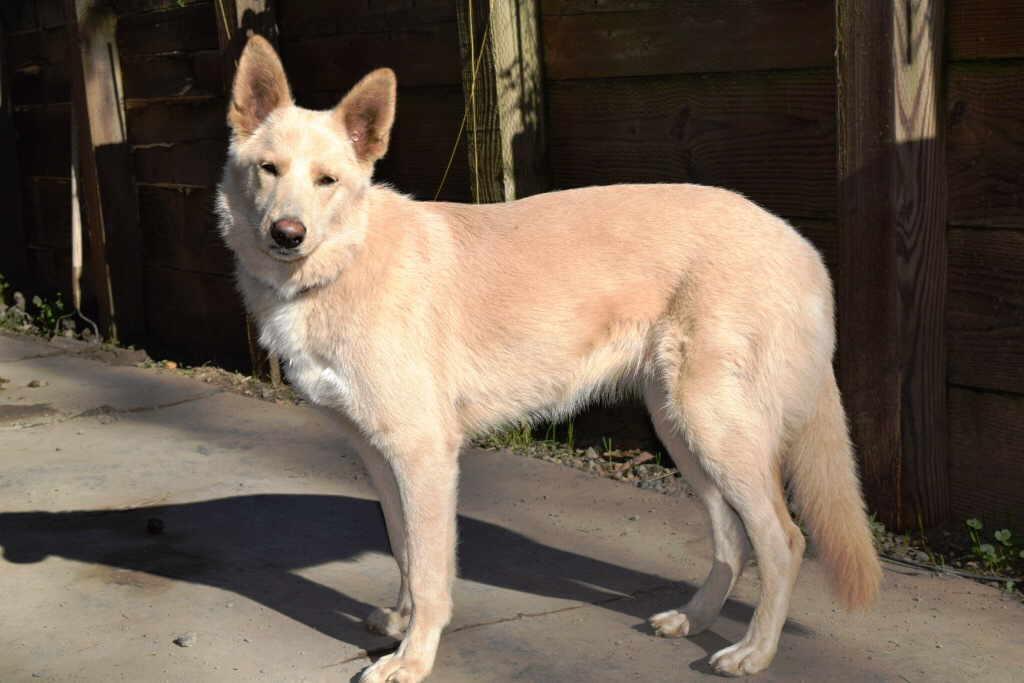 Enlarge Sadie, a Adoptable mixed breed in Pleasant Grove, CA image 2/3