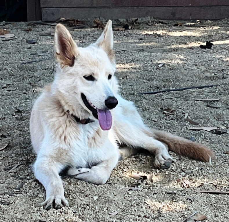 Enlarge Sadie, a Adoptable mixed breed in Pleasant Grove, CA image 3/3