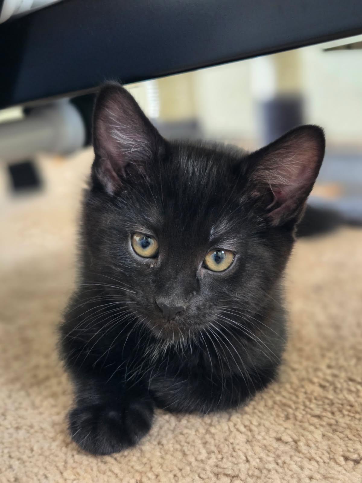 Espresso, a Adoptable Domestic Short Hair in Huntley, IL image 3/5