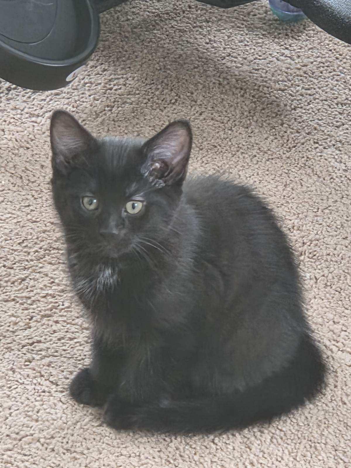 Espresso, a Adoptable Domestic Short Hair in Huntley, IL image 4/5