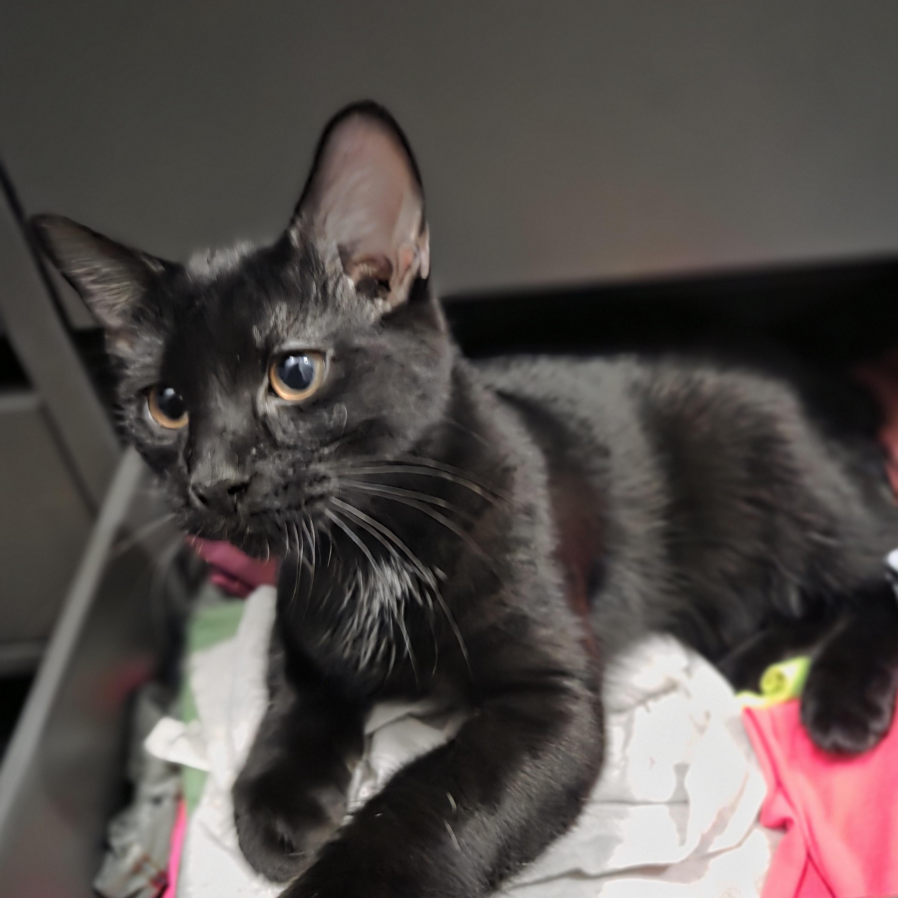 Espresso, a Adoptable Domestic Short Hair in Huntley, IL image 1/5