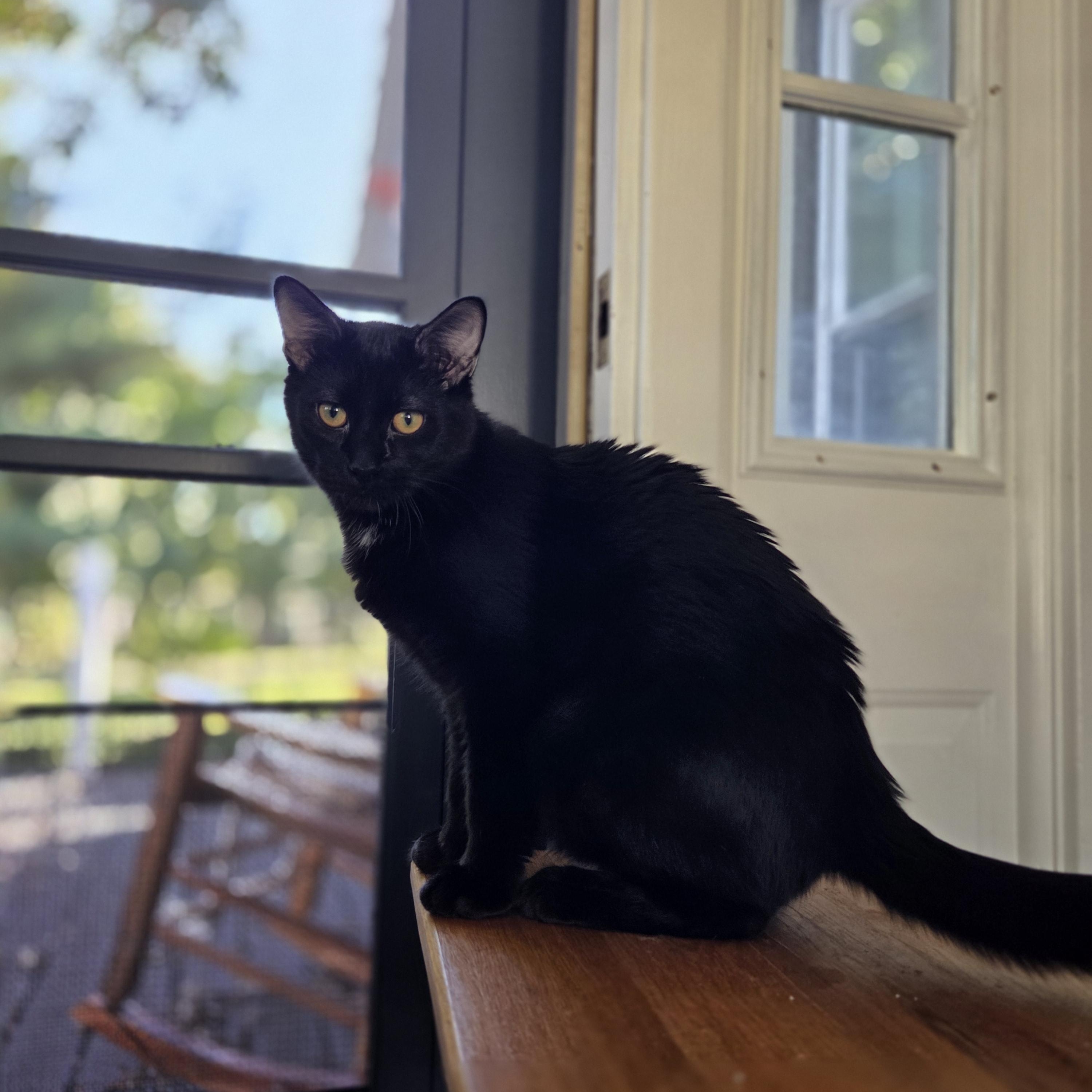 Espresso, a Adoptable Domestic Short Hair in Huntley, IL image 2/5