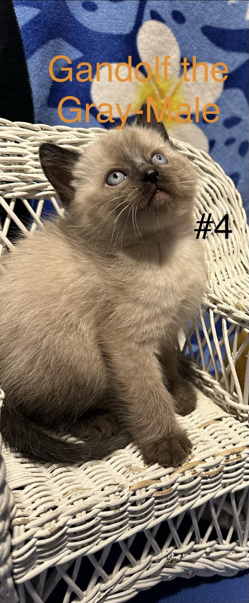 Gandolf, an adopted Domestic Short Hair in Reno, NV image 2/2