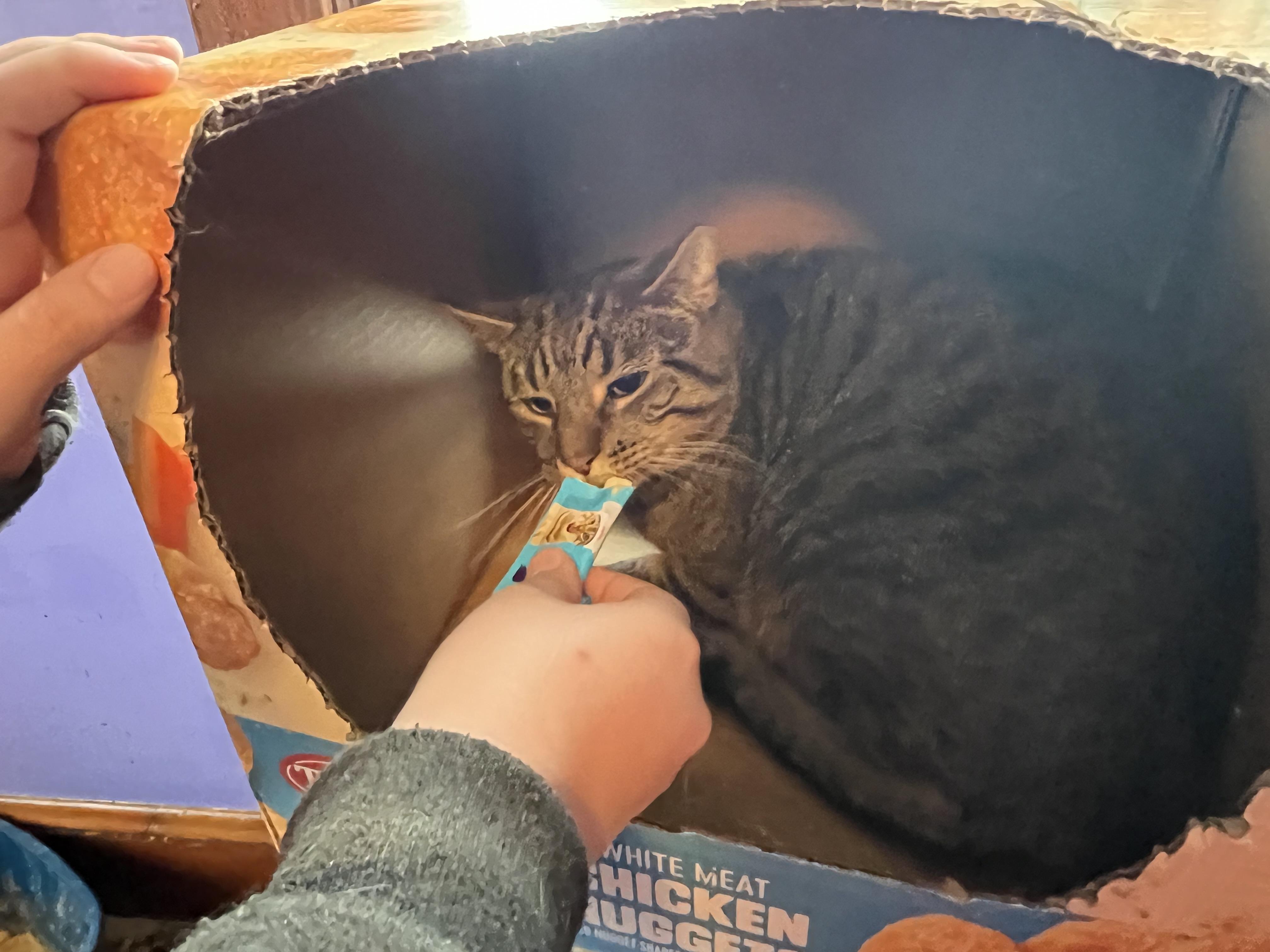 Trucker, a Adoptable Domestic Short Hair in Olean , NY image 2/4