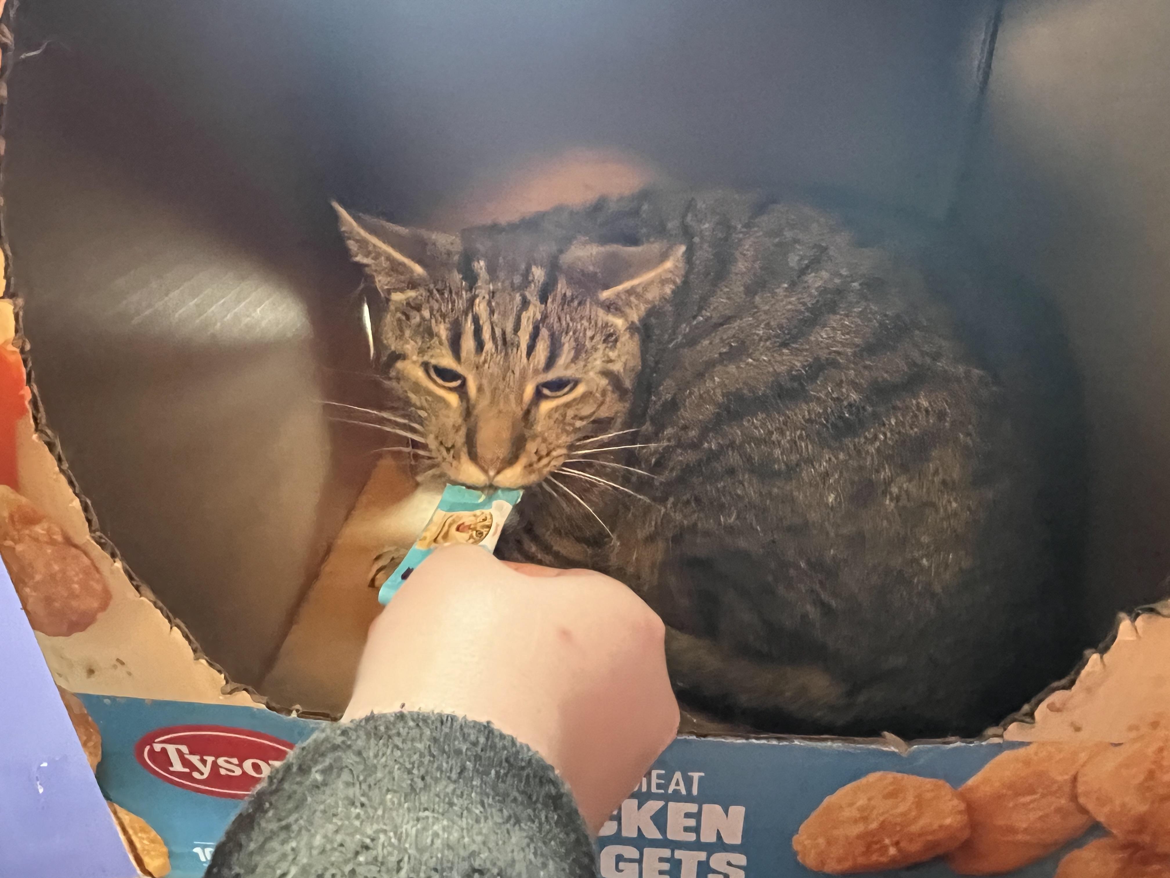 Trucker, a Adoptable Domestic Short Hair in Olean , NY image 3/4