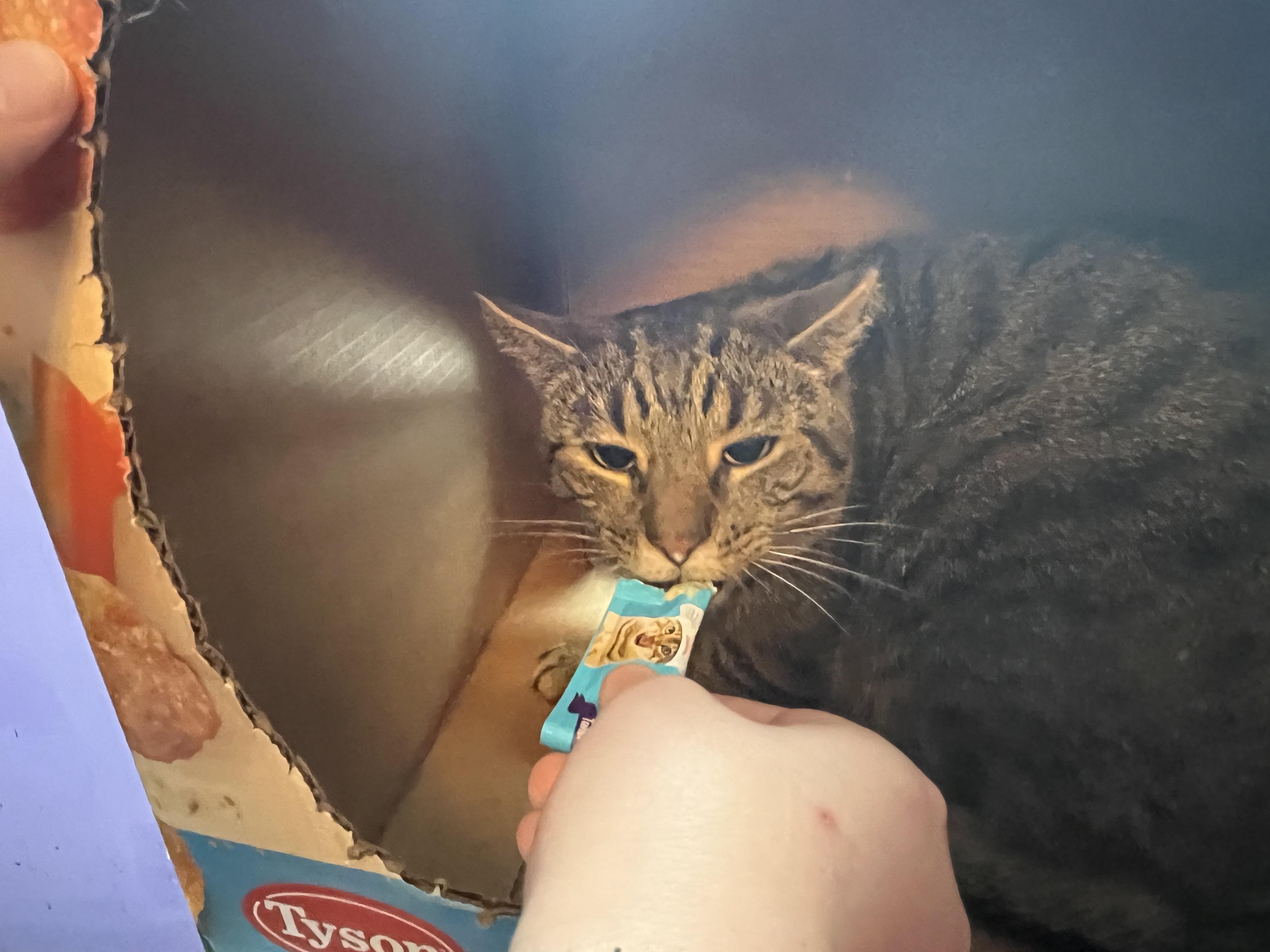 Trucker, a Adoptable Domestic Short Hair in Olean , NY image 4/4