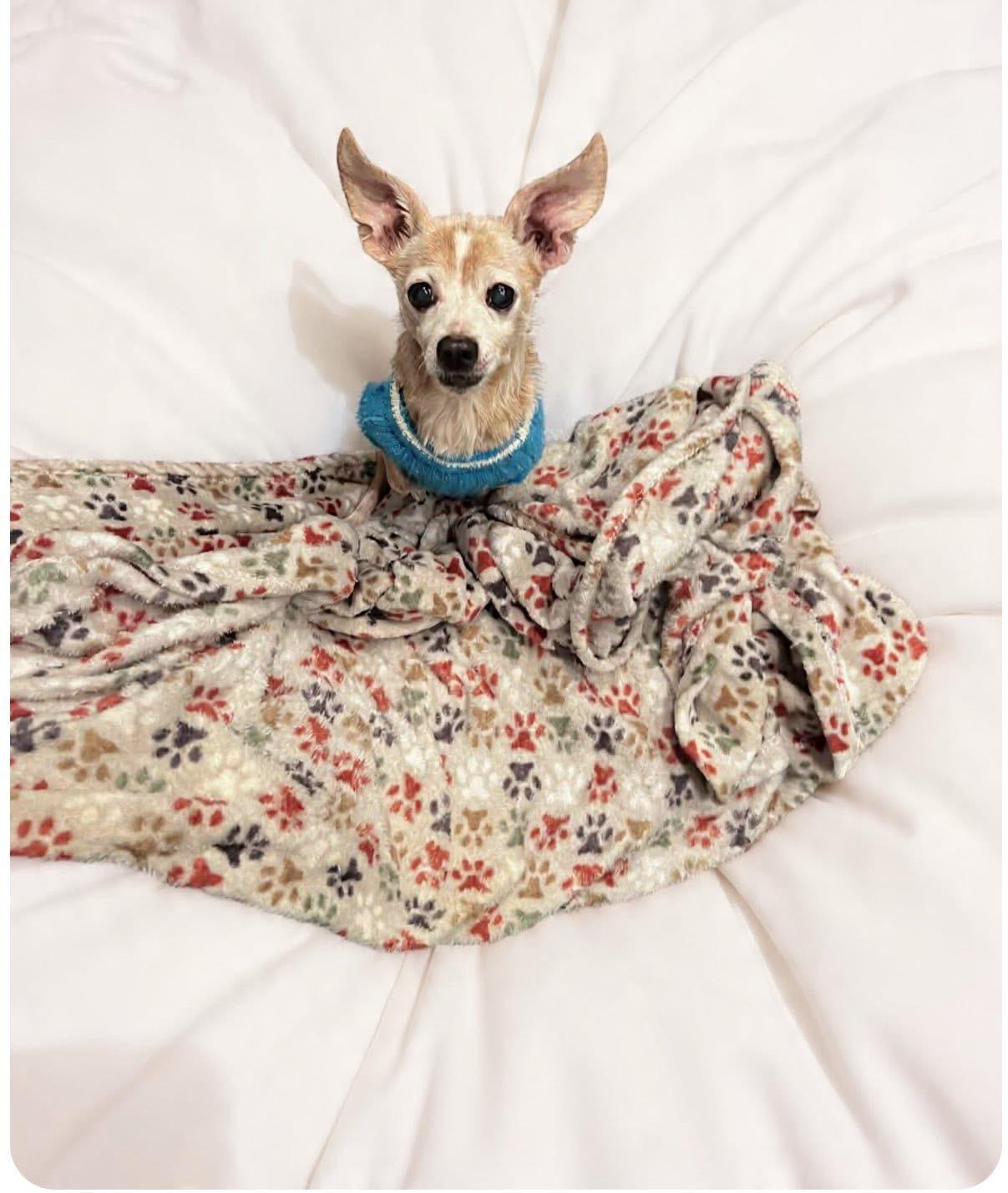 Enlarge Butch, a ADOPTABLE mixed breed in Saginaw, MI image 2/2