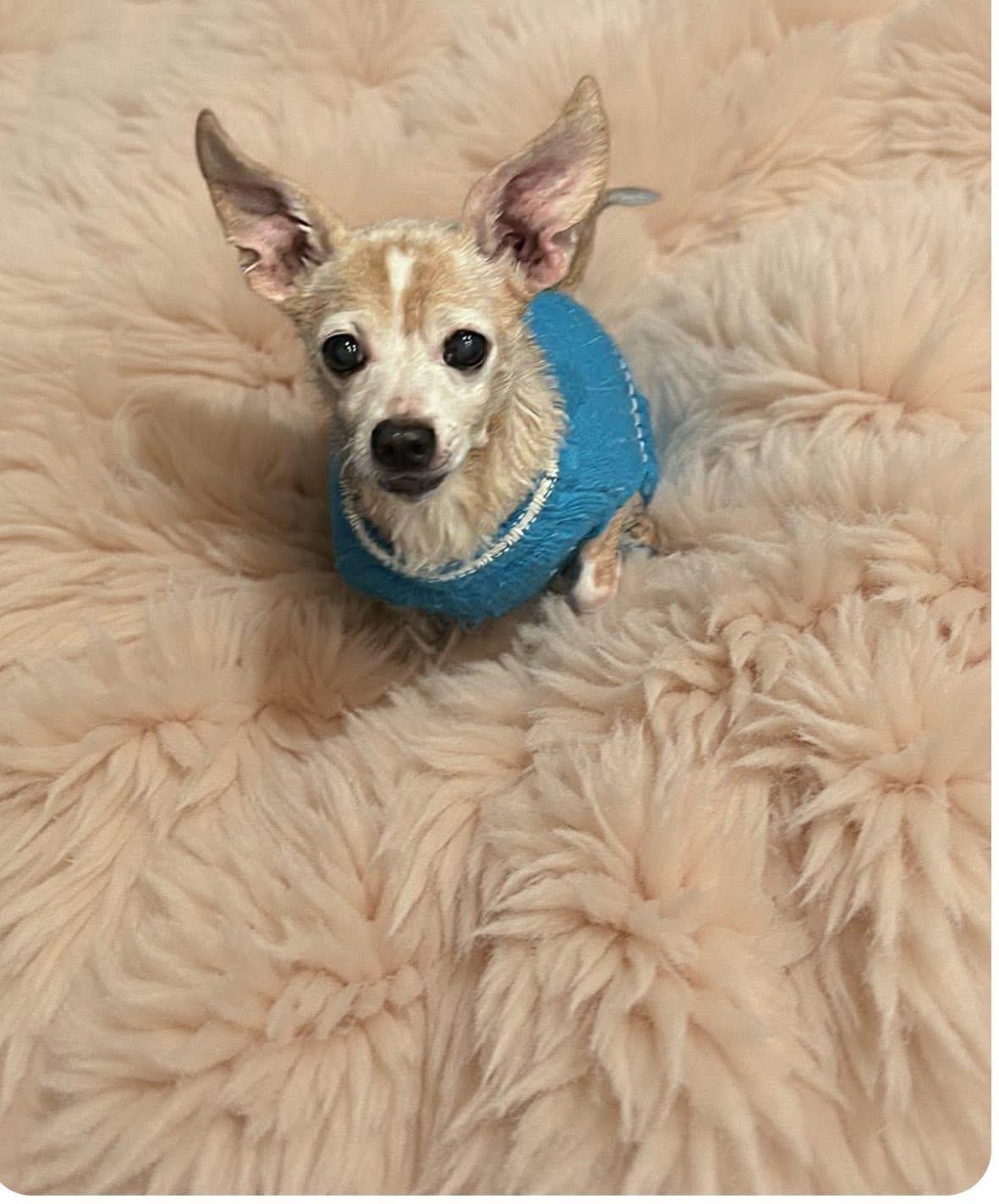 Butch, ADOPTABLE, Senior Male Chihuahua.