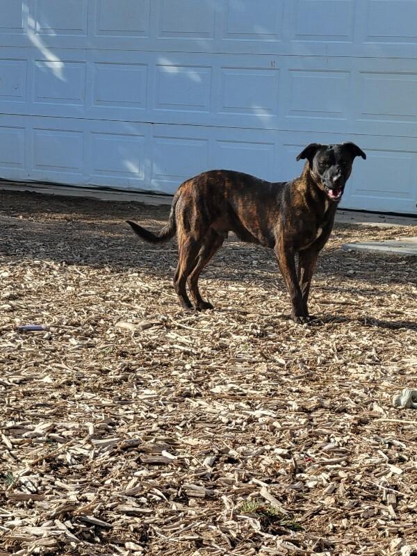 Rio, Adoptable, Young Male Black Labrador Retriever & Mixed Breed.