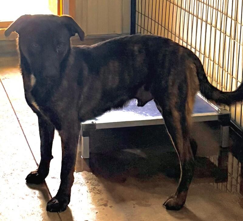 Enlarge Rio, a Adoptable mixed breed in Windsor, CO image 2/6