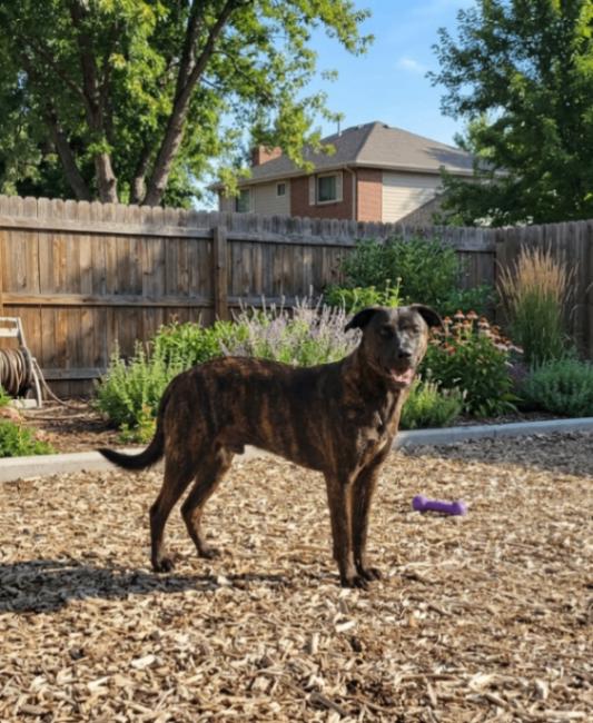 Enlarge Rio, a Adoptable mixed breed in Windsor, CO image 3/6