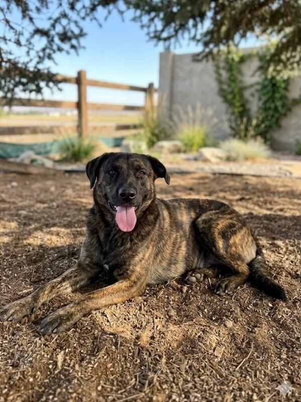 Enlarge Rio, a Adoptable mixed breed in Windsor, CO image 6/6