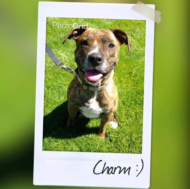 Enlarge Charm, a Adoptable mixed breed in Jerome, ID image 1/6