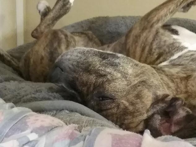 Enlarge Charm, a Adoptable mixed breed in Jerome, ID image 2/6