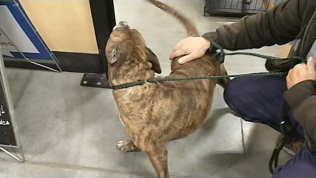 Enlarge Charm, a Adoptable mixed breed in Jerome, ID image 3/6